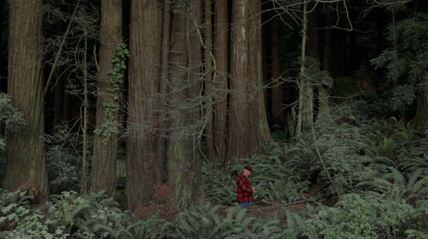 Behind the Redwood Curtain