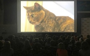 650 Compassion Justice cat screen 2